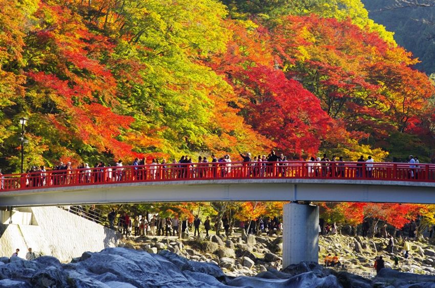 三零北陸周遊8日間|六大紅葉名所~夜の紅葉ライトアップ・香嵐渓・兼六園・白川郷・新穂高ロープウェイ・甘エビ&飛騨牛・加賀屋饗宴|下呂温泉宿泊・2泊マリオット