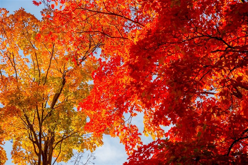 紅葉の秘境