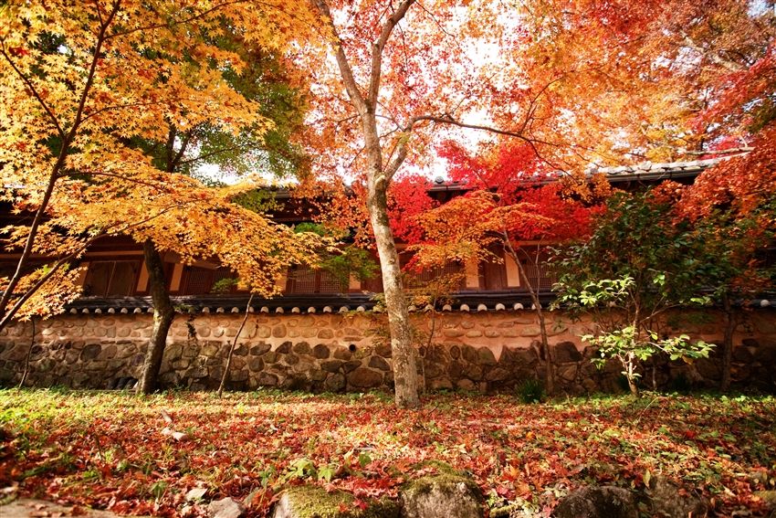 慢遊首爾半自助5日｜賞楓賞銀杏｜紅葉與金黃《內藏山.雞龍山.白羊寺》一日自由活動.連住近明洞飯店2晚(時尚彩妝城)