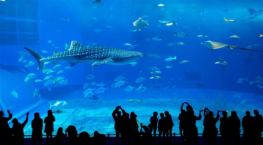 沖縄｜美ら海水族館入場券