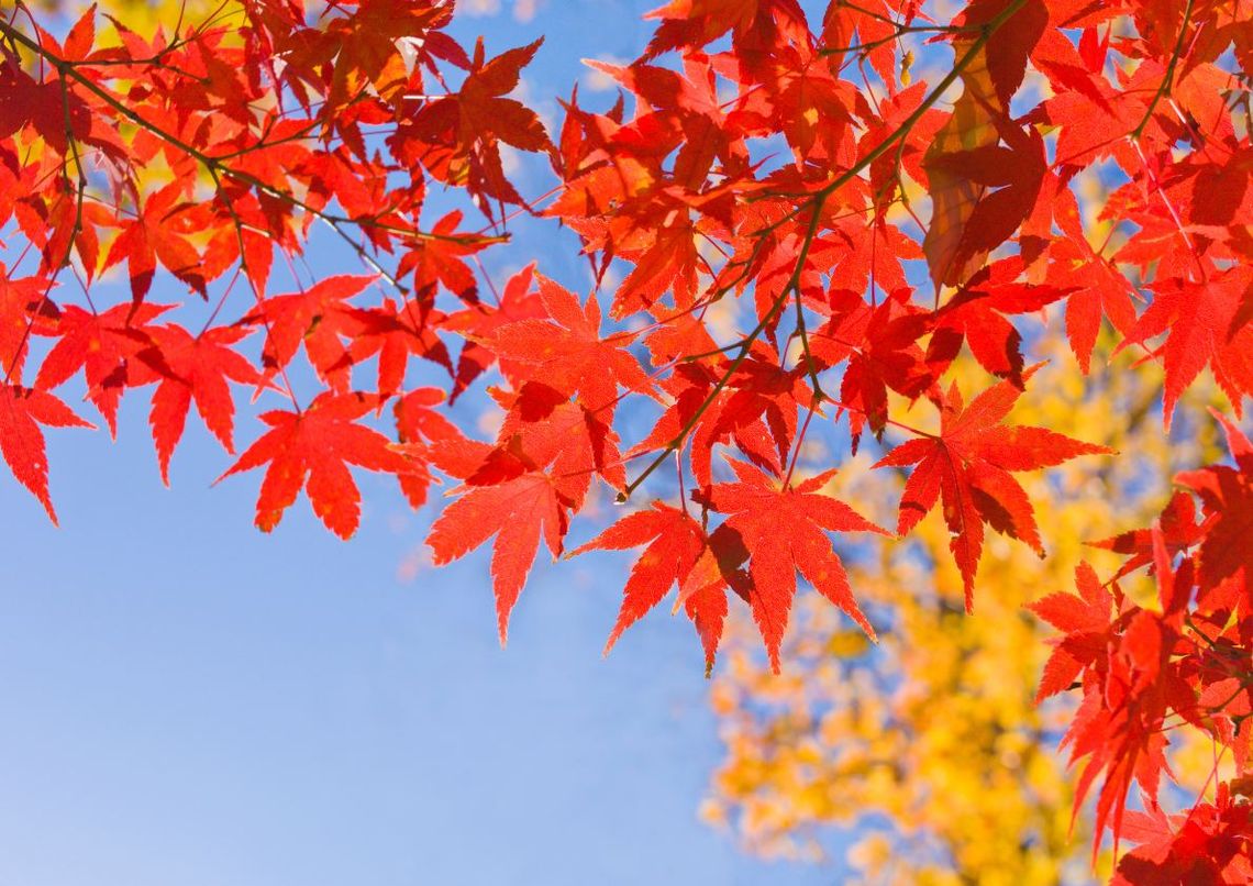釜山慶州賞楓5日｜升等五星.紅流洞溪谷.金剛纜車楓紅.古都慶州賞楓.天空膠囊列車.豪華遊艇(彩妝)